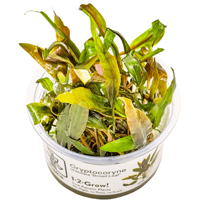 Cryptocoryne undulata 'Broad Leaf'