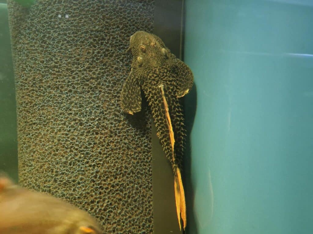 L-600 16-17 cm WYSIWYG