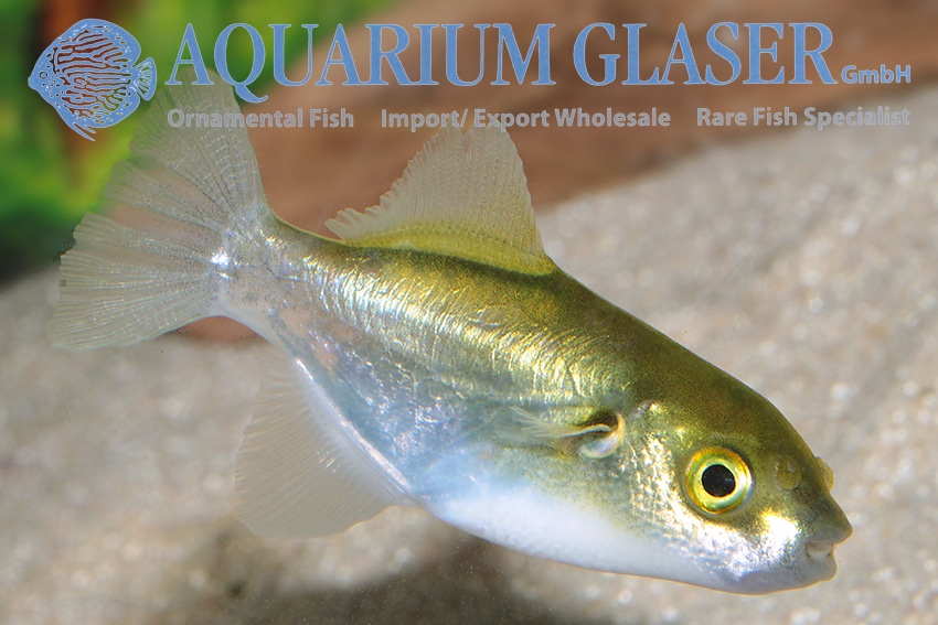 Avocado Kuglefisk "Auriglobus modestus" Medium