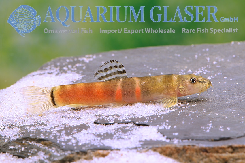 Sumosmerling "Schistura balteata"