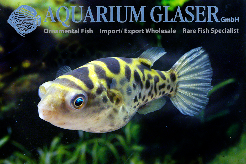 Grøn kuglefisk "Dichotomyctere fluviatilis" Medium