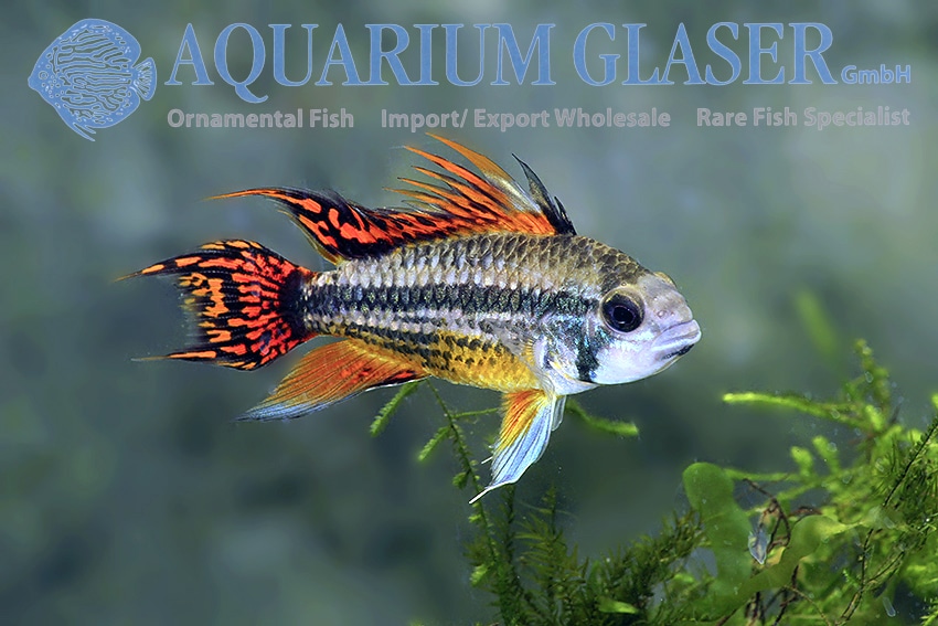 Apistogramma Cacatuoides "Double Red" PAR