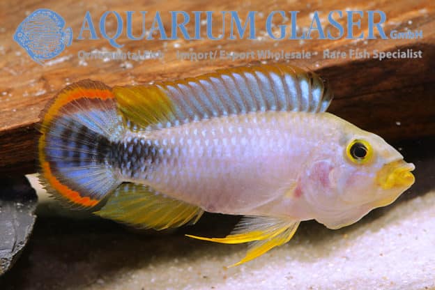 Apistogramma Pandourini PAR