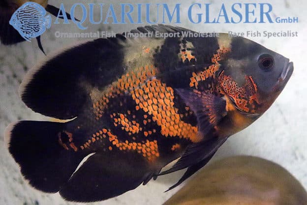 Oscar "Astronotus ocellatus" Red Tiger 5-7 cm