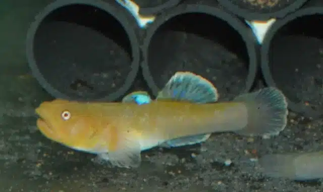 Ørken goby "Chlamydogobius eremius" Gold