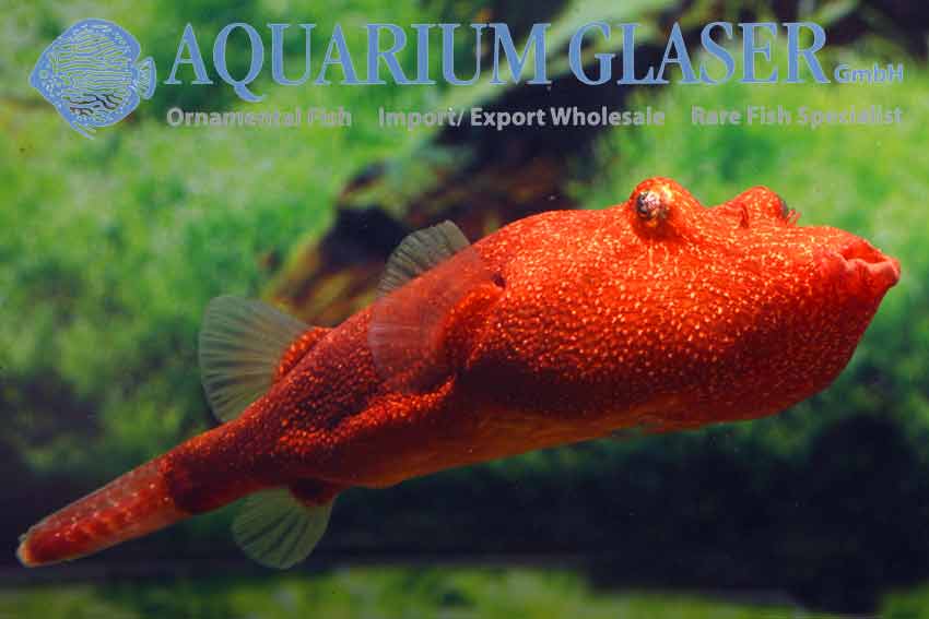 Tetraodon miurus Small