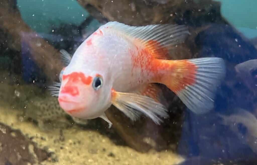 Amphilophus Citrinellus red/white 12-15 cm