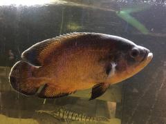 Astronotus Ocellatus Oscar Cichlide 15 17 Cm Tropeland Dyrehandel Naer Aarhus