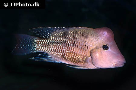 Geophagus steindachneri