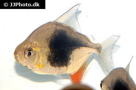 Myleus schomburgkii "Blackberry"