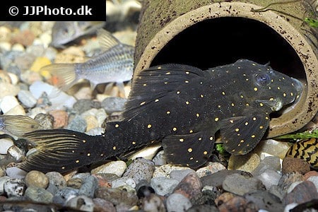 LDA31 Panaqolus albomaculatus 4-6 cm