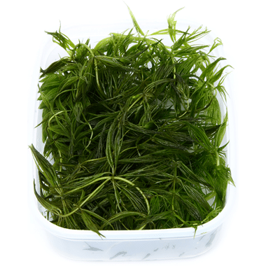 Ceratophyllum demersum