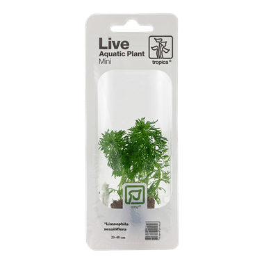 Limnophila sessiliflora (Minipotte)