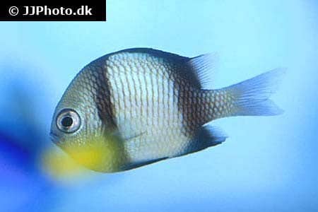 Dascyllus reticulatus
