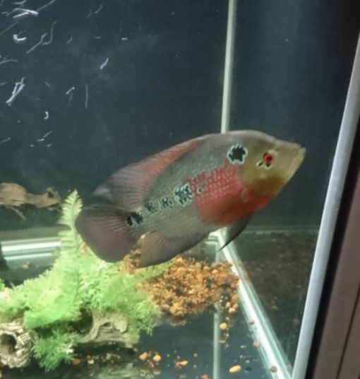 Cichlasoma Trimaculatum Small Tropeland Dyrehandel nær Aarhus