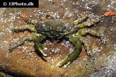 Mithraculus sculptus "Emerald crab"
