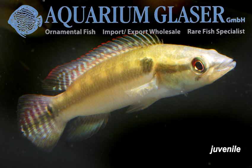 Crenicichla lepidota 8-10 cm