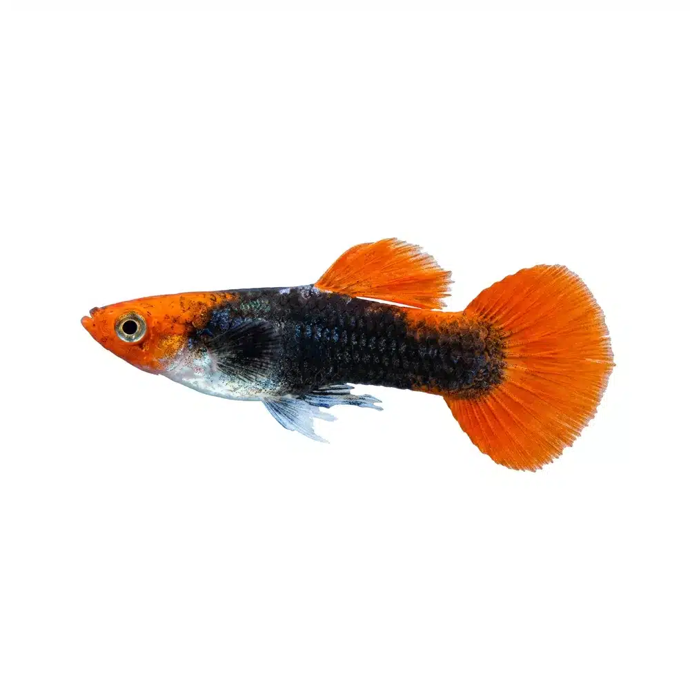Guppy "Koi Tuxedo" PAR