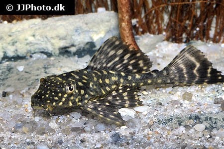 Pleco "Glyptoperichthys joselimaianus" 5-6 cm