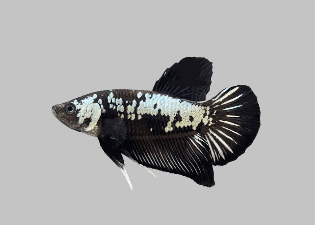 Kampfisk han, Plakat Black Samurai