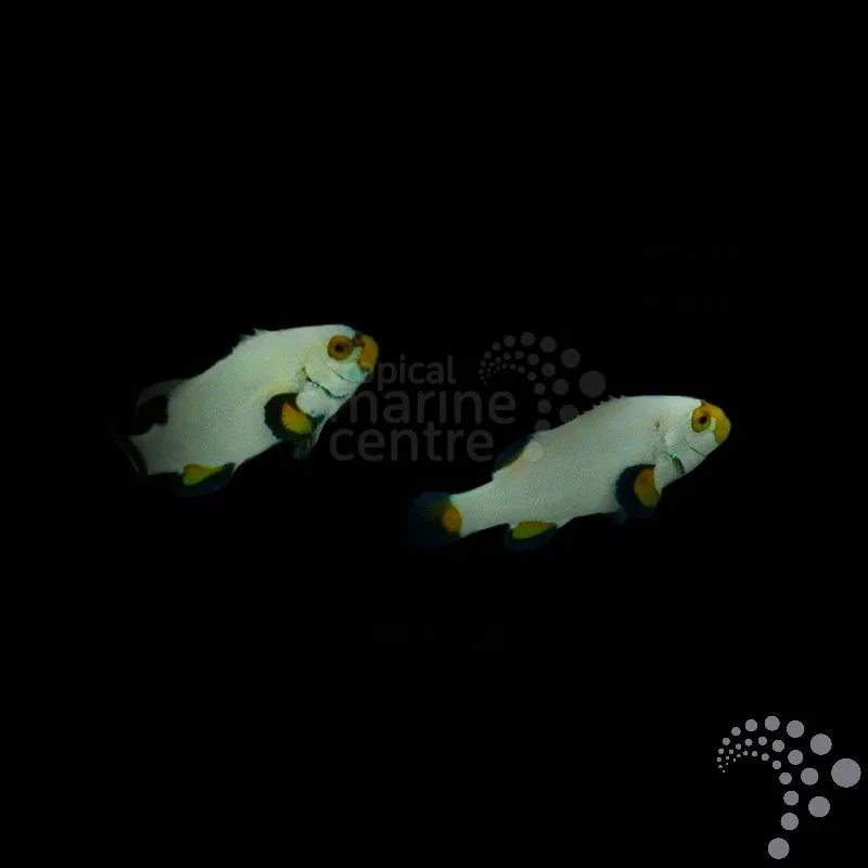 Amphiprion ocellaris "Platinium"