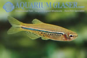 Danio nigrofasciatus