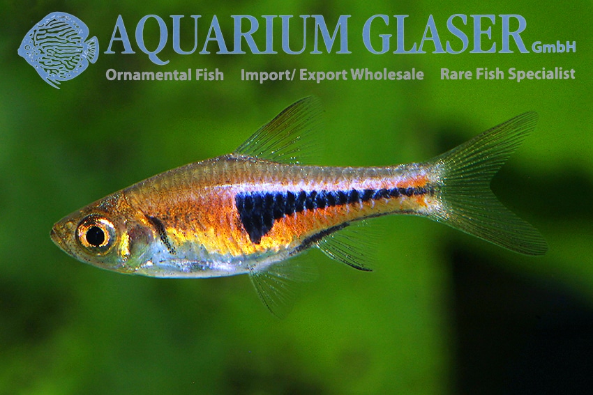 Kileplet rasbora "Trigonostigma espei"