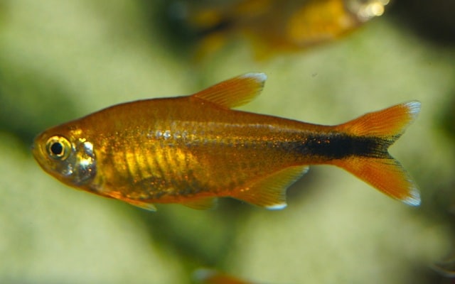 Kobber tetra "Hasemania nana"