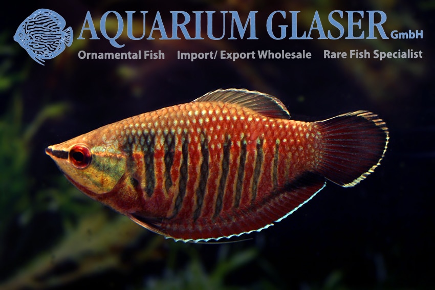 Samurai gurami "Sphaerichthys vaillanti"