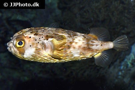 Almindelig pindsvine fisk "Diodon holacanthus"