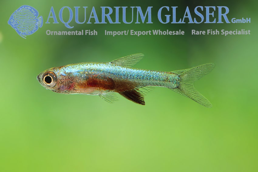 Neon rasbora "Sundadanio axelrodi"
