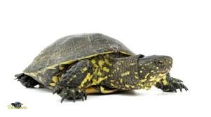 Europæisk sumpskildpadde "Emys Orbicularis" 3-4 cm