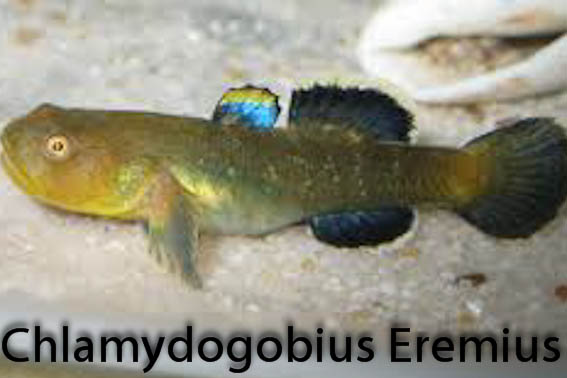 Chlamydogobius eremius(ørken gobi)