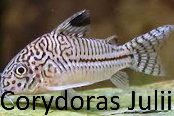 Corydoras  cf. julii