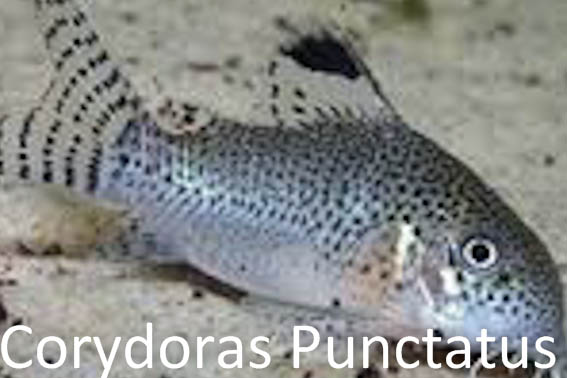 Corydoras punctatus