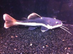 Redtail Catfish "Small" "Phractocephalus hemioliopterus" "Small/medium"