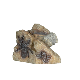 Fossil, 10 cm