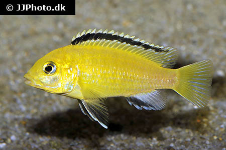 Labidochromis Caeruleus (S)