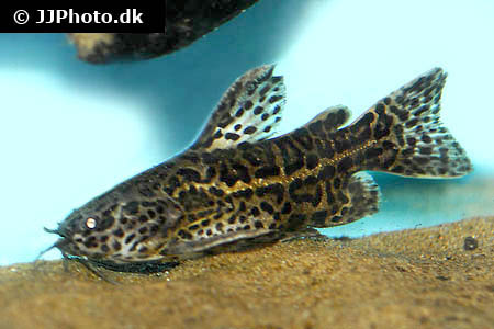 Jaguar catfish "Liosomadoras Oncinus"