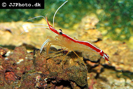 Lysmata amboinensis "Cleaner shrimp" Large