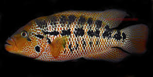 Parachromis Motaguensis 10 - 15 cm