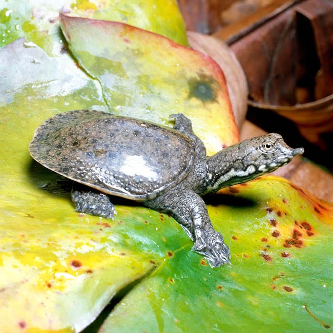 Kinesisk Blødskjold skildpadde "Pelodiscus sinensis"