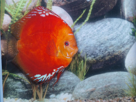 Solid fire red discus, 15 cm Stendkner