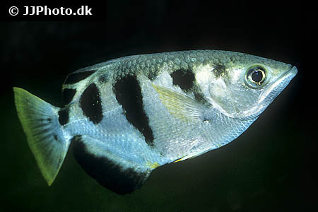 Toxotes jaculatrix (skyttefisk) Små