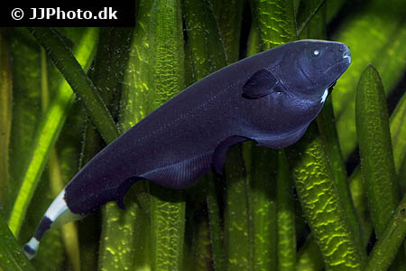 Black ghost knivfisk "Apteronotus albifrons" Small