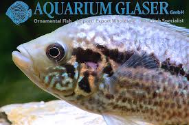 1.1 Parachromis multifasciatus