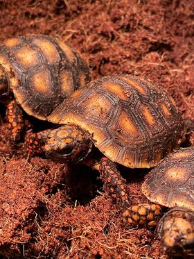 Rødfodet skovskildpadde "Geochelone carbonaria" S