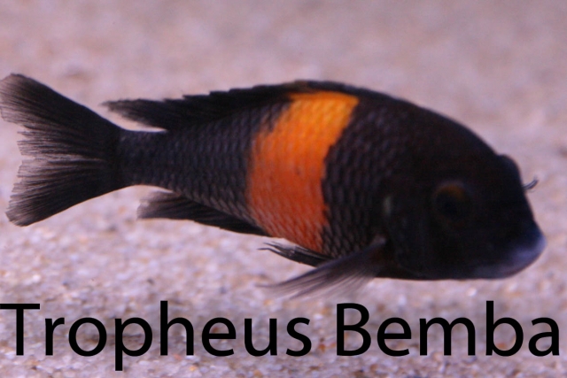 Tropheus Bemba 4 - 6 cm