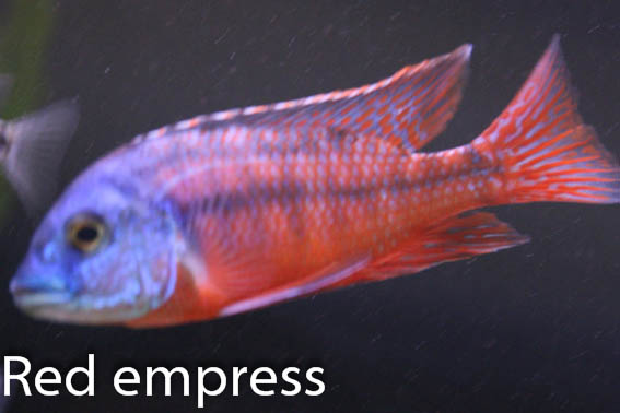 Protomelas taeniolatus "Red empress"