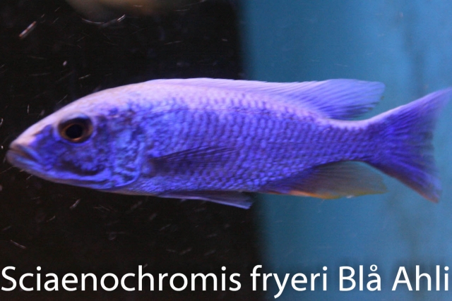 Sciaenochromis fryeri "Blå Ahli" Medium